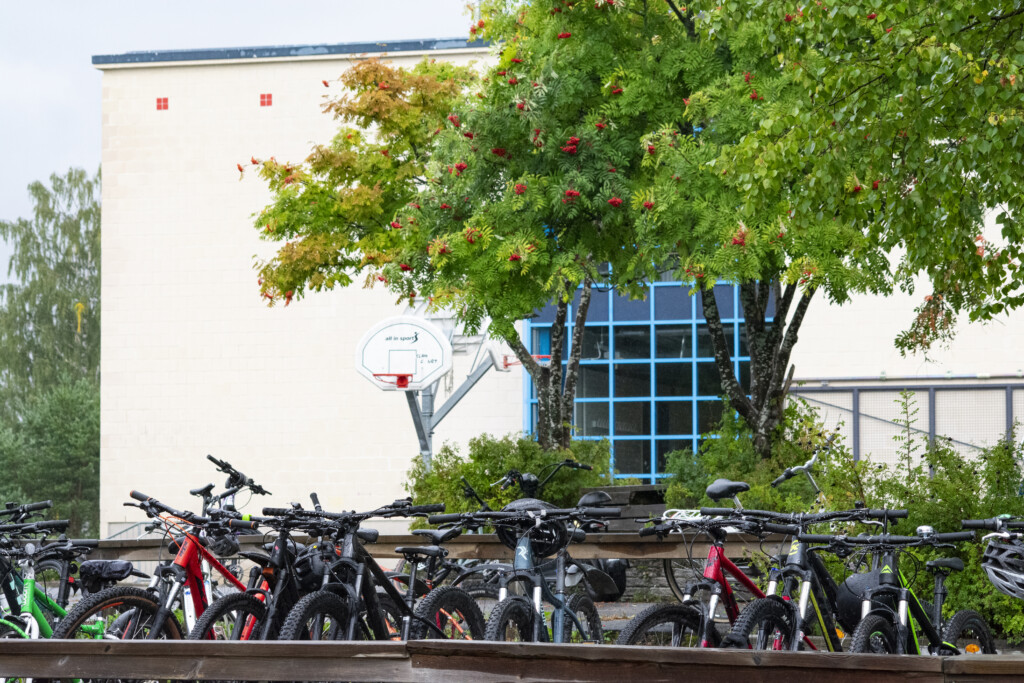 Nisulanmäen koulun pihalla on polkupyöriä ja pihlaja punaisine marjoineen.