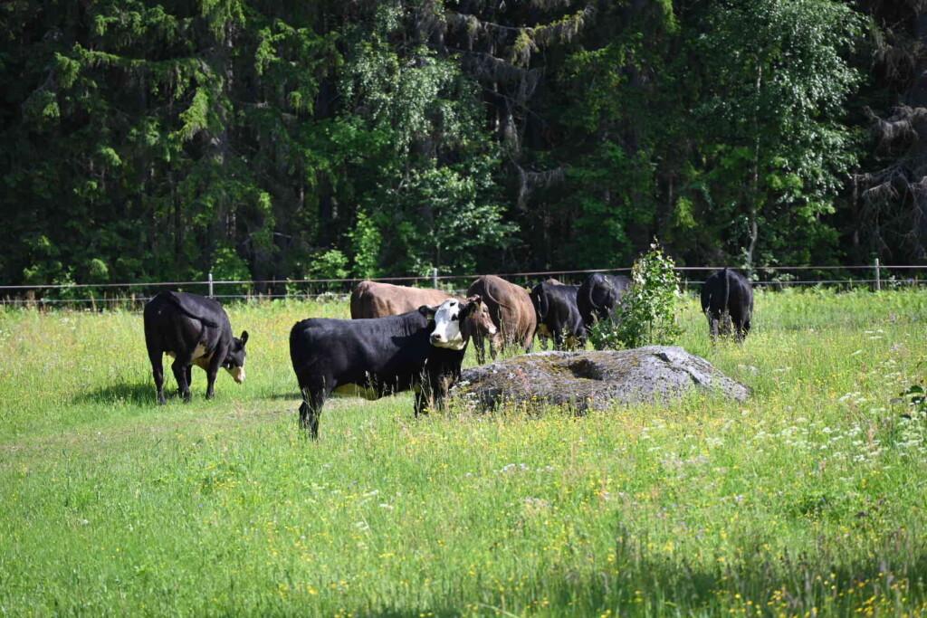 Lehmälauma Suuruspään niityllä