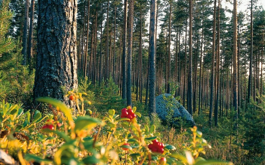 Vastaa Muuramen metsäkyselyyn